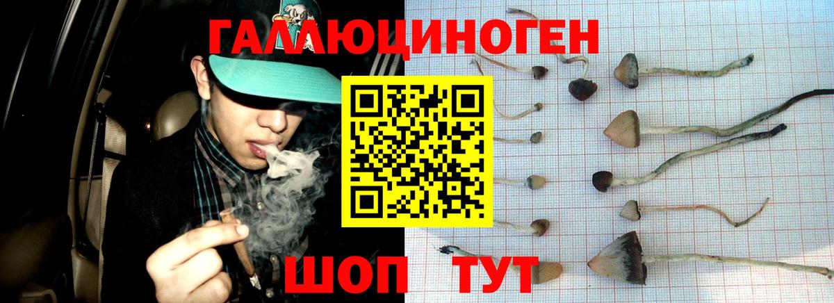 Галлюциногенные грибы Psilocybine cubensis  Вход с VPN  Солнечногорск  Псилоцибиновые грибы Psilocybine cubensis 